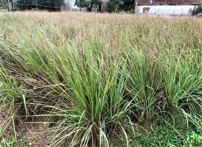 Cây sả quá vụ thu hoạch bắt đầu lụi tàn.