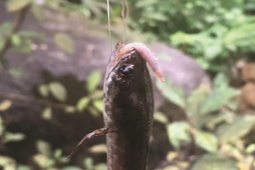 Thị trường - Tiêu dùng - Loài cá có tên rất lạ, được ví như "lộc trời" trên núi cao, nửa triệu đồng/kg nhưng không có để bán