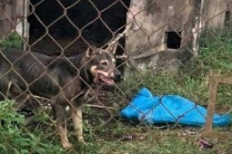 Tin tức trong ngày - Nữ công nhân bị chó nuôi cắn tử vong ở phòng trọ