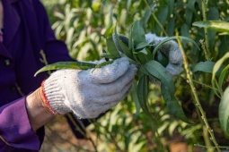 Nghề lạ: “Vặt lá trả tiền” vào dịp gần Tết, thu nhập gần nửa triệu đồng/ngày