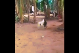 Phi thường - kỳ quặc - Video: Cuộc hỗn chiến kịch tính giữa dê và ngan