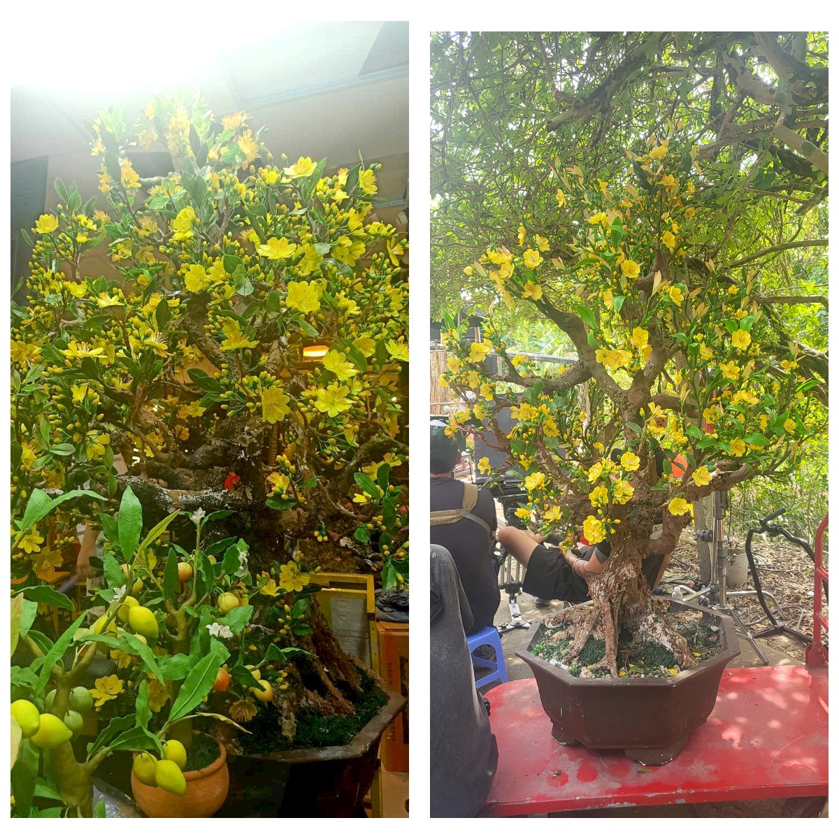 Cây mai bonsai được bán giá 18 triệu đồng.