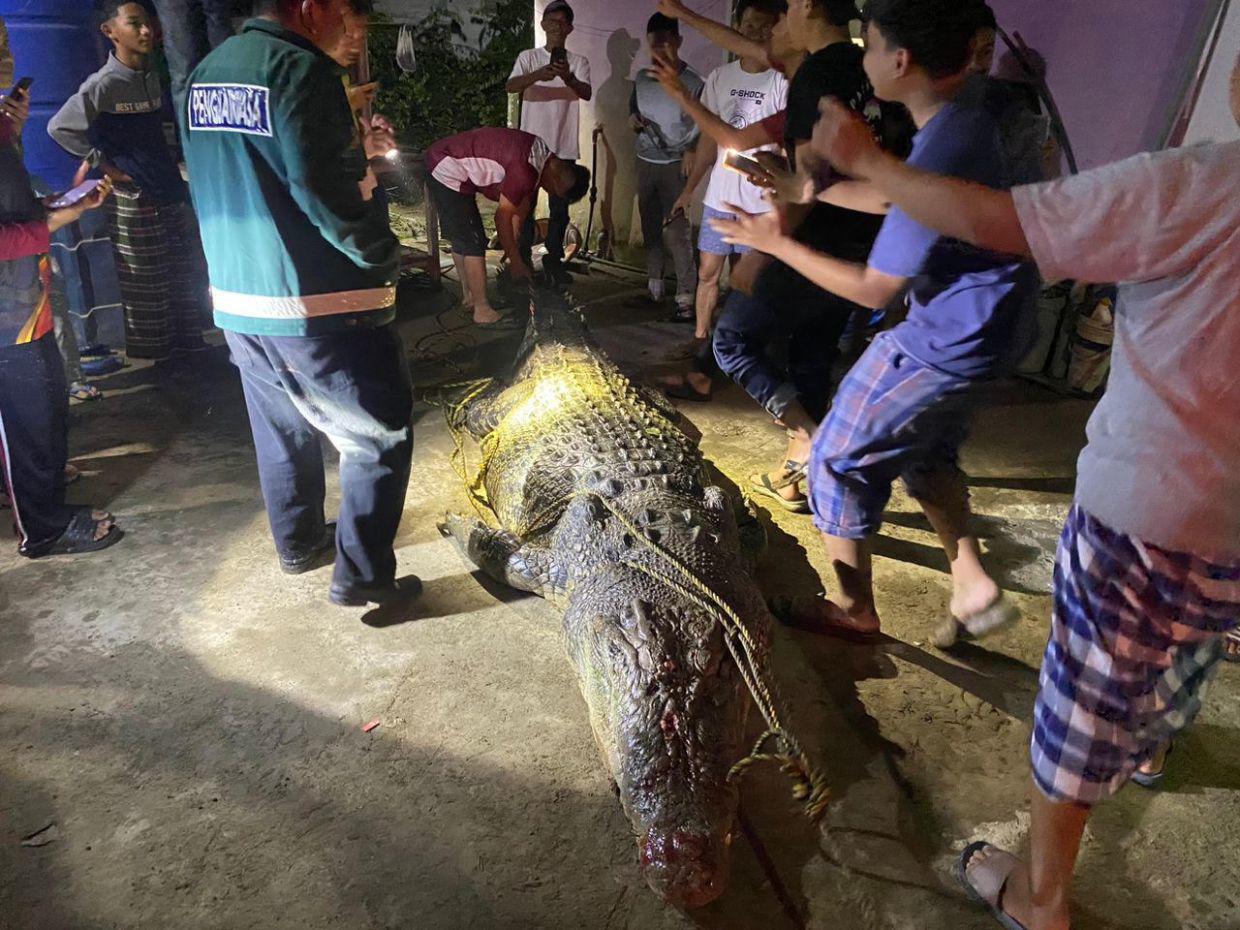 Con cá sấu dài 4,8 mét bị giết ở làng Kampung Remang (ảnh: Straits Times)