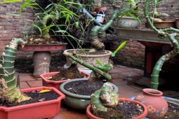 Thị trường - Tiêu dùng - Cây dại mọc khắp làng quê Việt Nam, nay "lên đời" thành bonsai, giá tới 70 triệu/cây được săn lùng