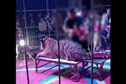 Video: Rạp xiếc cho trẻ em cưỡi lên lưng hổ để chụp ảnh