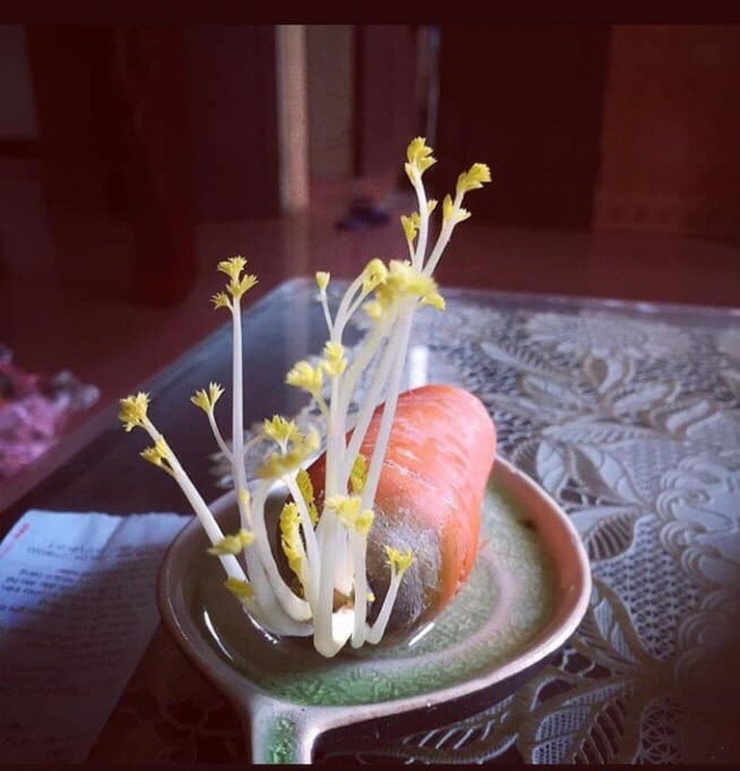 Một củ cà rốt mọc mầm non, đặt trên bàn thực sự đẹp mắt. Ảnh: Facebook 