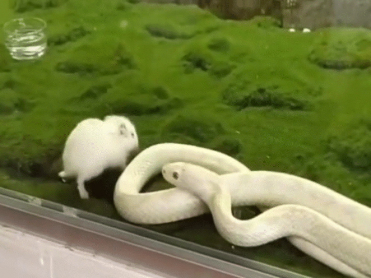 Video: Rắn hổ mang trắng muốt kịch độc, vô cùng quý hiếm "đi săn"
