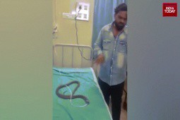Lạ lùng chuyện rắn hổ mang được đưa tới bệnh viện thở oxy