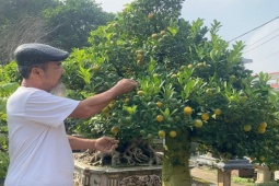 Thị trường - Tiêu dùng - Lão nông Hà Nội mang quất ghép với “cây lạ”, bán hàng trăm triệu đồng/gốc vẫn “cháy hàng”