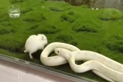 Phi thường - kỳ quặc - Video: Rắn hổ mang trắng muốt kịch độc, vô cùng quý hiếm "đi săn"