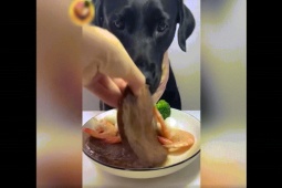 Clip hài hước - "Thánh ăn" bốn chân khiến dân mạng phát cuồng