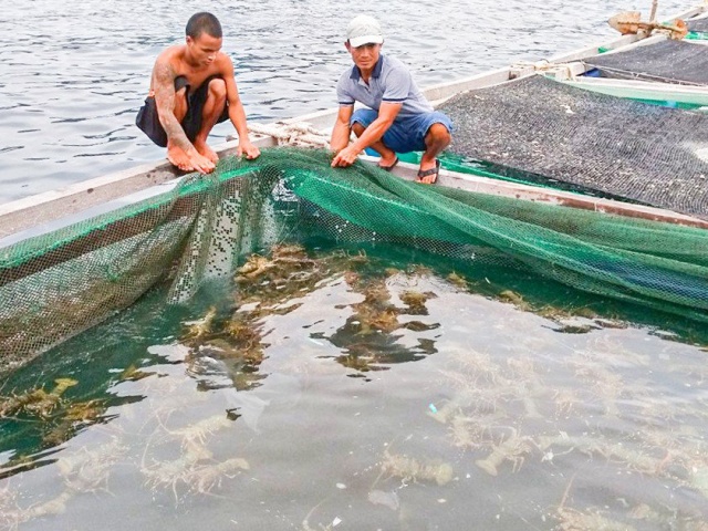 Thị trường - Tiêu dùng - Thủ tục bán sang Trung Quốc vẫn tắc, hàng trăm tấn tôm hùm bông chờ 'giải cứu'
