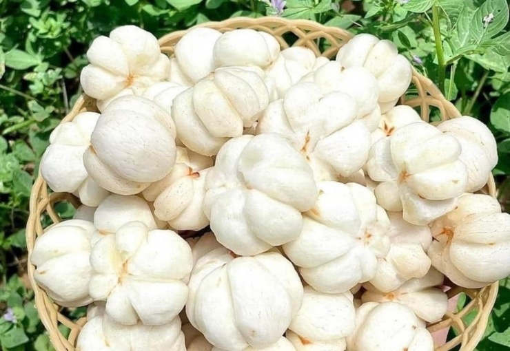 Theo người bán, phải 6 -7 kg trái măng cụt xanh mới gọt được 1 kg ruột để có thể làm gỏi. Hơn nữa, gọt vỏ măng cụt xanh cũng không dễ như những loại quả khác. Vì vậy, giá thành đắt hơn nhiều lần cũng không lạ. Ảnh: Fcebook