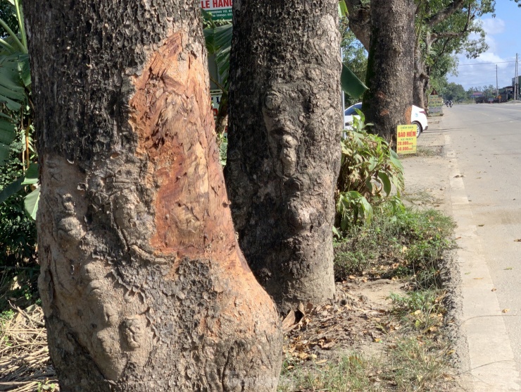 “Những vị trí bị đẽo, đục thân cây là do thực hiện ban đêm nên không ai phát hiện. Ngoài ra đóng đinh để gắn biển quảng cáo cũng không phải do người địa phương làm. Việc này xảy ra nhiều năm nay rồi”, một người dân sống gần hàng cây cổ thụ nói.