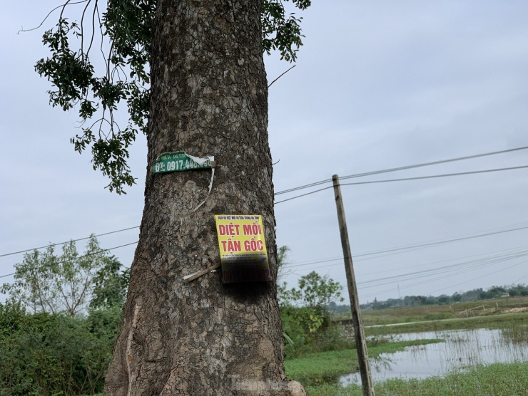 Các thân cây được gắn biển quảng cáo...