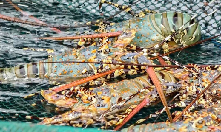 Tôm hùm bông là đặc sản của tỉnh Khánh Hòa nói riêng và các tỉnh Nam Trung Bộ nói chung. Ảnh: XUÂN HOÁT