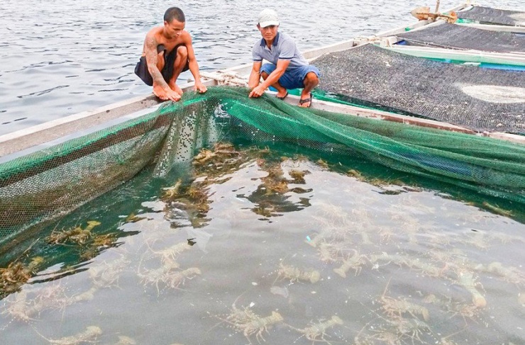 Đến hết năm 2023, dự kiến Khánh Hòa tồn khoảng 400 tấn tôm hùm bông. Ảnh: XUÂN HOÁT