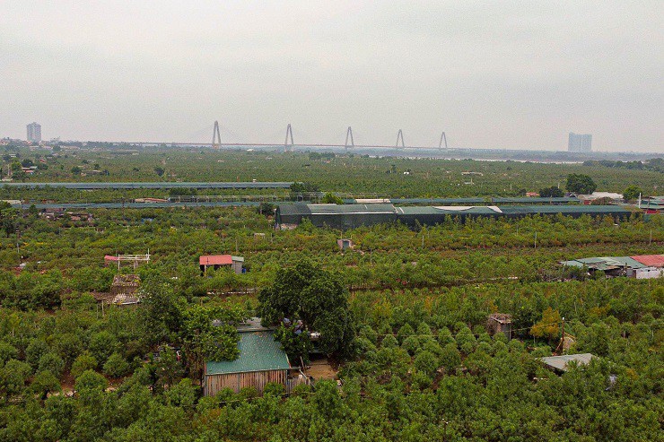 Với diện tích trồng đào lên tới 57ha, làng Nhật Tân (Tây Hồ, Hà Nội) được mệnh danh là thủ phủ hoa đào lớn nhất Hà Nội.
