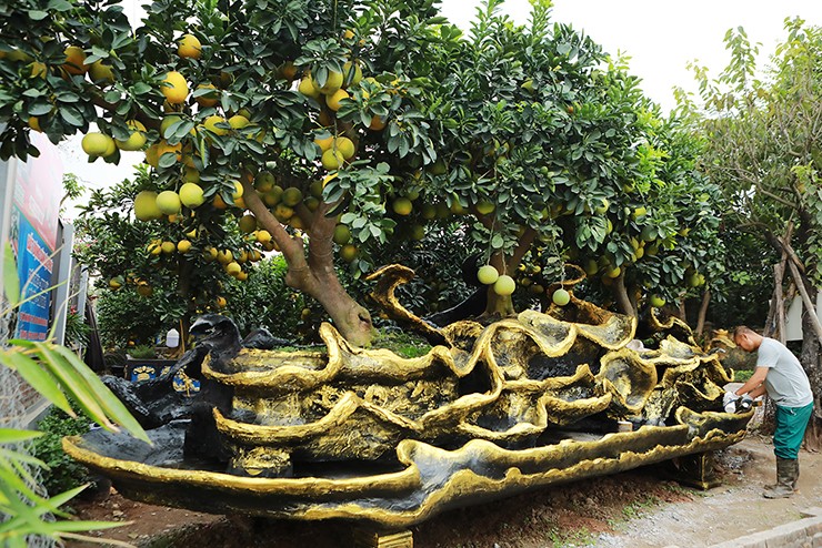 Anh Tạ Văn Hoàn, xã Liên Nghĩa, Văn Giang (Hưng Yên), người có kinh nghiệm nhiều năm trồng bưởi cảnh độc lạ, “siêu to khổng lồ”, đang hoàn tất những công đoạn cuối cho chậu bưởi cảnh hình rồng tại khu vườn.
