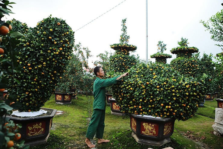 Xã Liên Nghĩa, Văn Giang (Hưng Yên) được biết đến như “thủ phủ” cây cảnh Tết, người dân nơi đây mỗi năm lại sáng tạo ra kiểu dáng quất, bưởi, quýt… khác nhau để phục vụ nhu cầu của người dân mỗi dịp Tết đến xuân về. Ngoài quýt hình lục bình như mọi năm, năm nay họ còn tạo ra một số dáng cây rất độc đáo.
