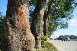 Tin tức trong ngày - Hàng cây xà cừ cổ thụ bị đóng đinh, đẽo vỏ