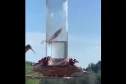 Phi thường - kỳ quặc - Video: Bọ ngựa treo ngược mình, tóm gọn chim ruồi trong nháy mắt