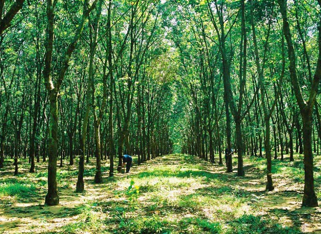 Không những vậy, loài cây này còn giúp bảo vệ môi trường, phủ xanh đất trống đồi trọc hạn chế thiên tai như: bão, lũ lụt, sạt lở đất,…
