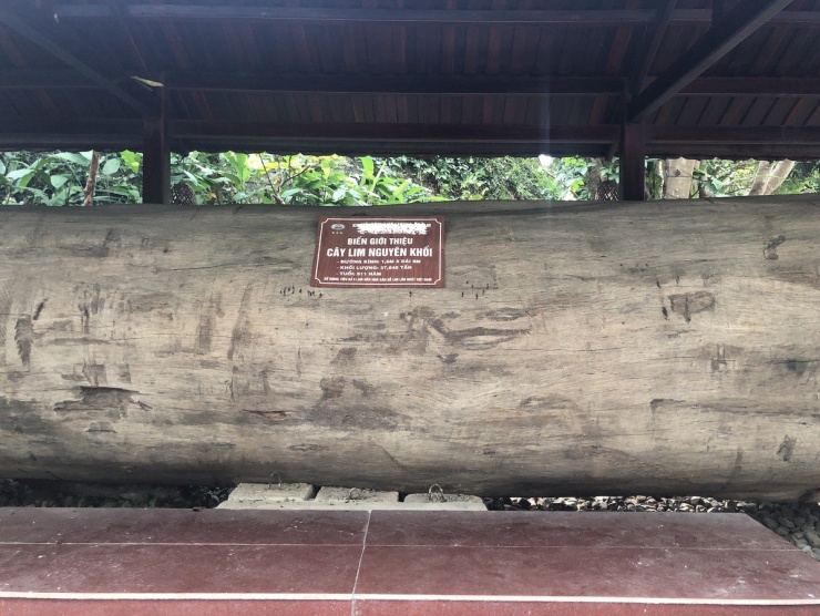 Gỗ lim nguyên khối có tuổi đời 911 năm làm nên ngôi nhà sàn gỗ lim lớn nhất Việt Nam.