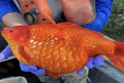 Chuyên mục test - Đây mới thực sự là loài lưỡng cư khổng lồ nhất thế giới