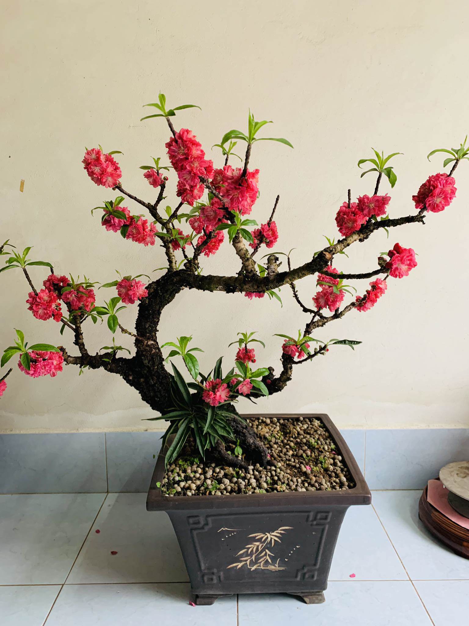 Đào thất thốn bonsai có giá bán từ 900.000 đồng đến 6 triệu đồng/chậu.