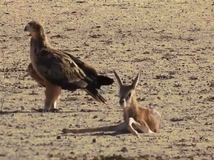 Video: Đại bàng điên cuồng tấn công linh dương con bé nhỏ