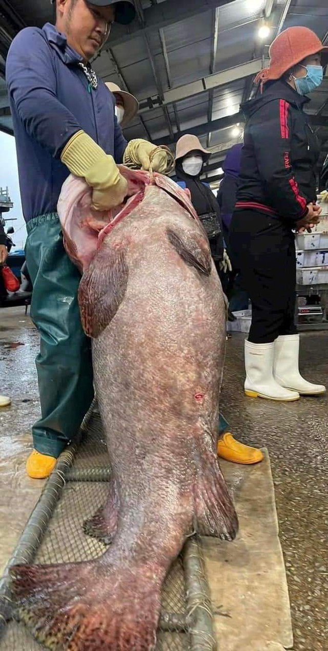 Ngư dân bắt được cá mú 'khổng lồ' nặng gần 70kg- Ảnh 1.