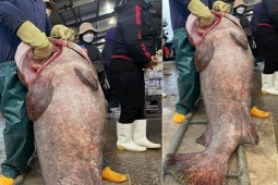 Tin tức trong ngày - Tin tức 24h qua: Bắt được cá mú “lớn chưa từng có” ở Nghệ An