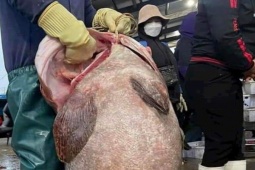 Tin tức trong ngày - Ngư dân bắt được cá mú "khổng lồ" nặng gần 70kg