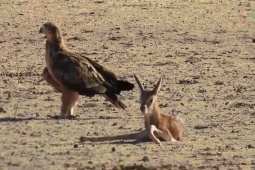 Phi thường - kỳ quặc - Video: Đại bàng điên cuồng tấn công linh dương con bé nhỏ