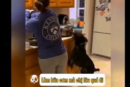 Clip hài hước - Cuộc sống hằng ngày đầy tiếng cười khi nuôi chó