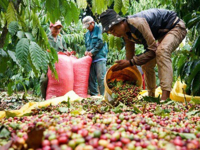 Giá cà phê tăng cao kỷ lục, châu Âu chỉ trông chờ vào Việt Nam
