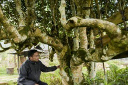 Đặc sản đắt đỏ nhất Việt Nam, nằm trên núi cao, có cây 500 tuổi được trả hơn 6 tỉ đồng