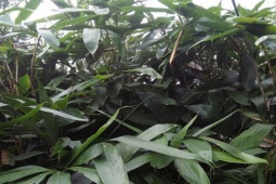 Thị trường - Tiêu dùng - Bất ngờ, loại lá rụng đầy ở Việt Nam nay hóa "mỏ vàng", bán sang nước ngoài 300.000 đồng/kg