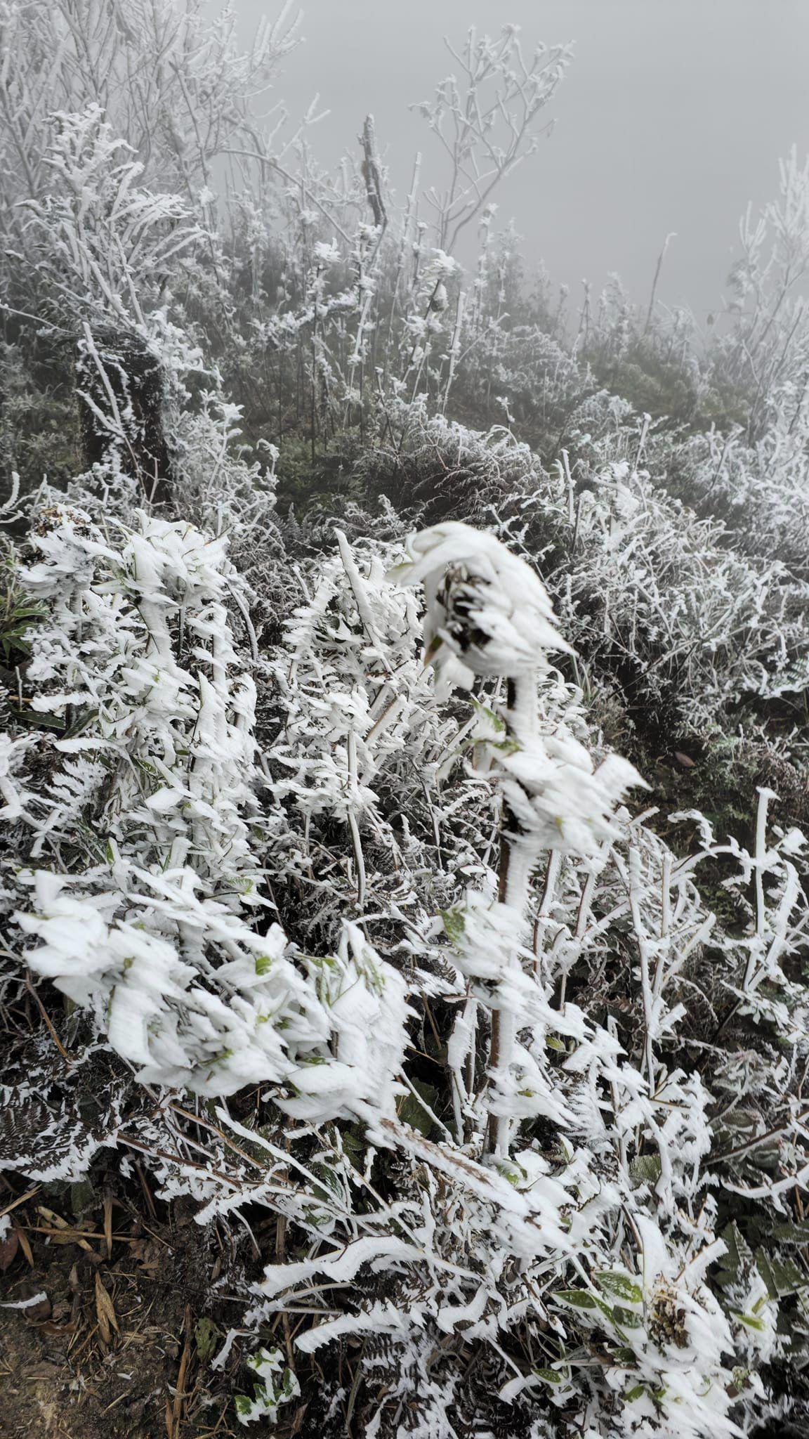 Sáng nay (22/12), một lớp băng giá đã xuất hiện dày đặc trên đỉnh La Pán Tẩn (xã La Pán Tẩn, huyện Mù Căng Chải, Yên Bái)