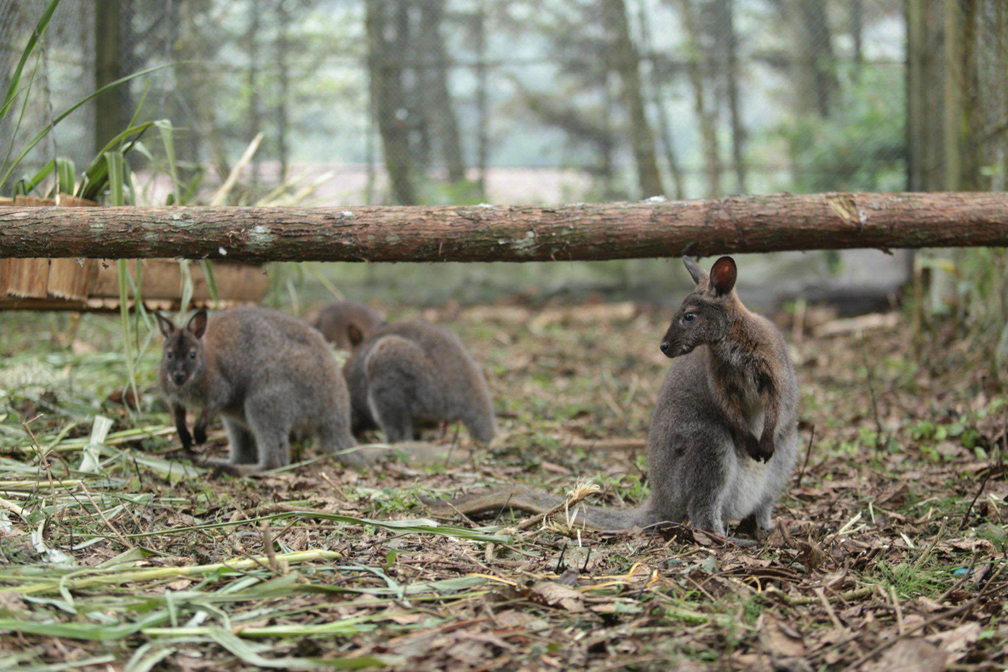 4 con chuột túi được đón từ Cao Bằng về Vườn Quốc gia Hoàng Liên.