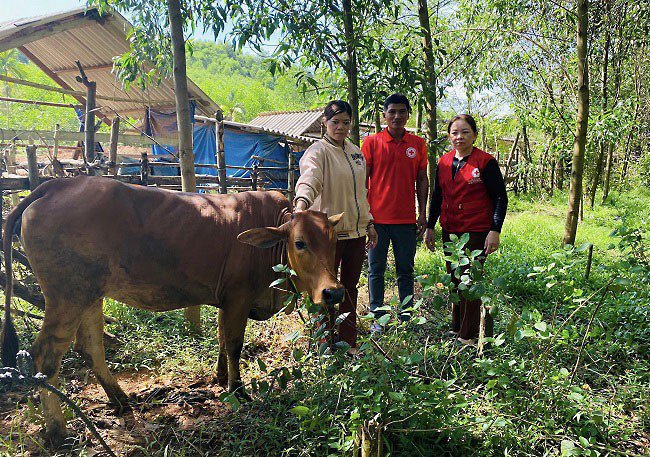 Hội Chữ thập đỏ huyện An Lão trao bê cái sinh sản hỗ trợ sinh kế cho hộ nghèo ở xã An Trung. Ảnh: TL