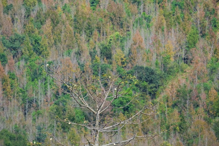 Bức tranh thiên nhiên trong lành.