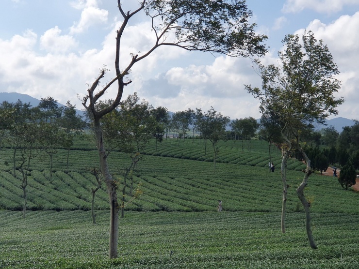 Đồi trà Phước Lạc.