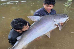Ngư dân Campuchia bắt được “thủy quái“ lớn trên sông Mekong