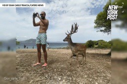 Video: Nai sừng tấm bất ngờ húc người đàn ông đứng chụp ảnh ở bãi biển