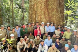 Tin tức trong ngày - Chiêm ngưỡng cây sao cát "ngàn năm tuổi" quý hiếm suýt bị đốn hạ