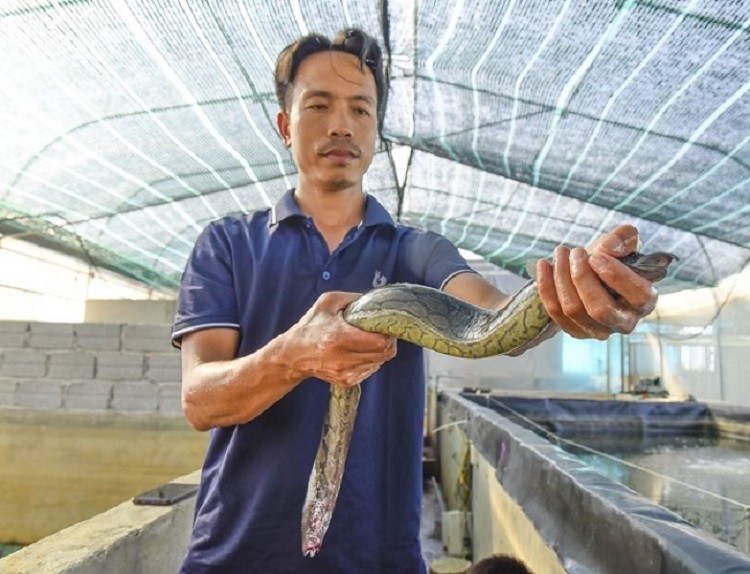 Anh Tiến nuôi thành công cá chạch lấu tại Thanh Hoá với thu nhập trên nửa tỷ đồng/năm.