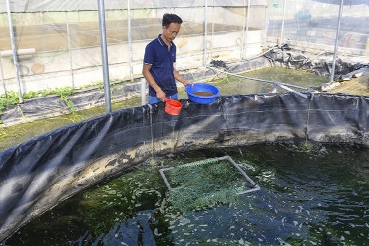 Cá chạch lấu và cá heo nước ngọt được anh Tiến nuôi trong bể bạt.