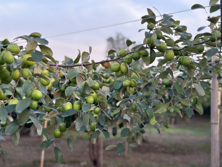 Táo muối Bàng La, thứ quả đặc sản của Hải Phòng. Ảnh: NGỌC SƠN